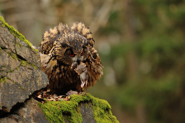 Eurasian Eagle Owl eating mouse