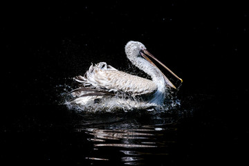 Big swimming white pelican in the drops of water