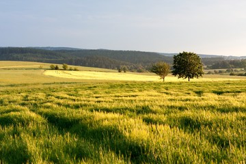 Fototapeta na wymiar Agricultural Landscape of South Moravia