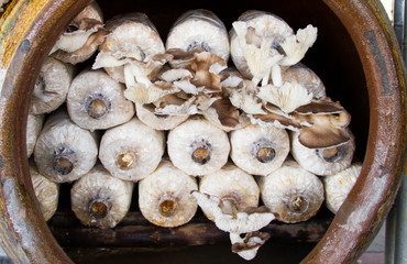 cultivation mushrooms in the jar