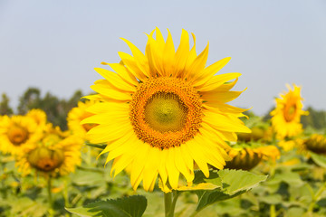 Fototapeta premium Sunflower Field