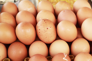 brown egg in the farm