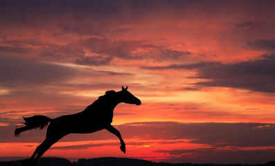 Obraz na płótnie Canvas Silhouette of a horse in a jump against sky on a sunset