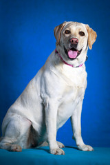 yellow labrador retriever dog
