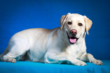 yellow labrador retriever dog