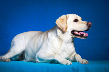 yellow labrador retriever dog