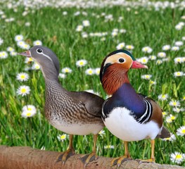 Pareja de mandarines.