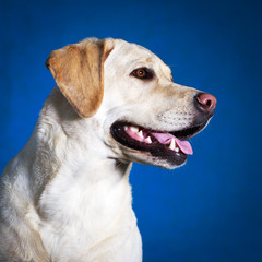 yellow labrador retriever dog