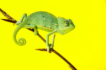 chameleo