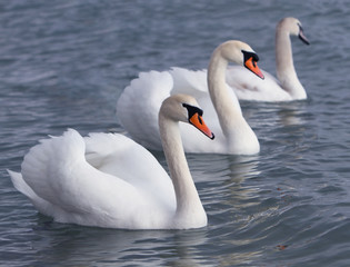 White swans in the water.