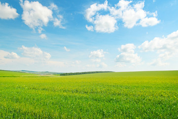 green wheat field and blue cloudy sky