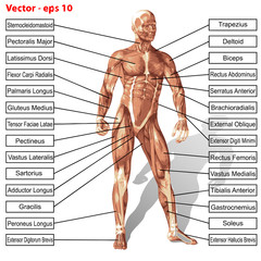 Vector human man anatomy with muscles text