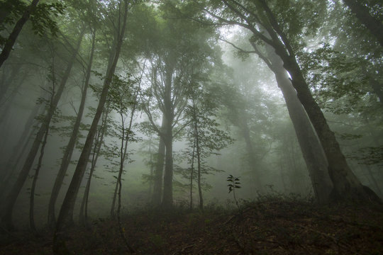 Dense fog in the beechen wood