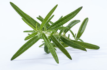 Rozmaryn © grzegorzzajac