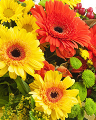 Gerbera flowers isolated on white background.