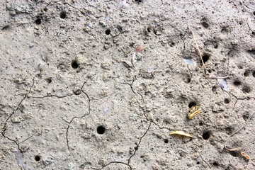 wetlands mud