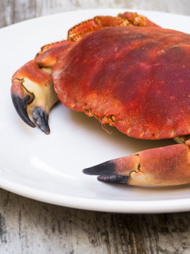 Crab on Plate