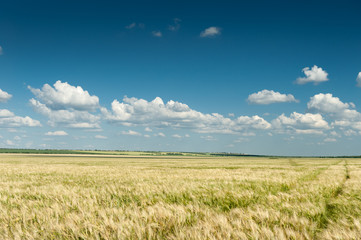 wheat field and blue sky spring landscape