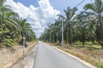Asphalt road through the oil palm plantation