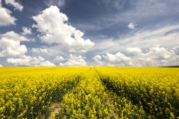 Obraz premium Rape field