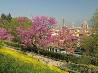 Flowering Judas tree in Florence - 61838893
