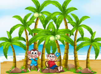 Two monkeys at the beach near the coconut trees