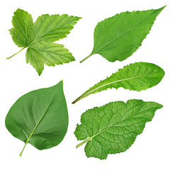 Set of green leaves