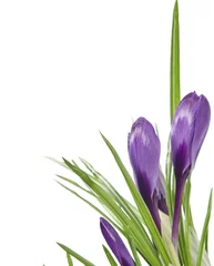 Peel and stick wall murals Crocuses Beautiful violet crocus isolated on white