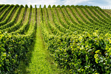 Beautiful rows of grapes
