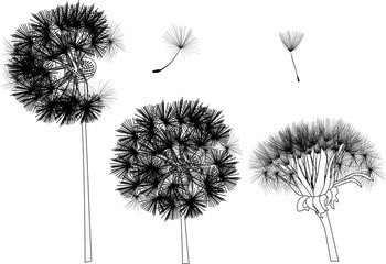 three isolated black dandelions illustration