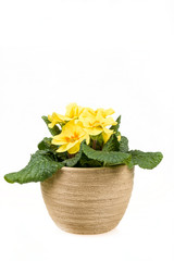 yellow flower primrose in pot