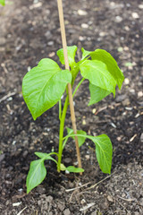 seedling of pepper