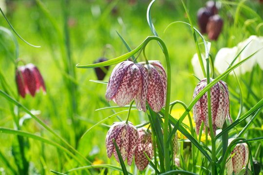 Snake's Head Fritillary Flower