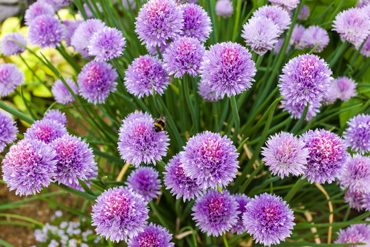 chive flowers