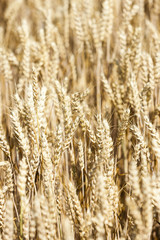 close up of grain field