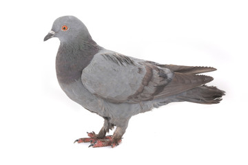 dove