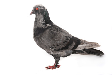 dove