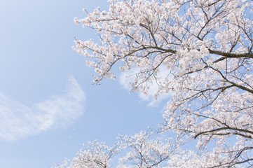 cherry blossoms and blue sky