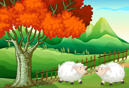 Two sheeps under the tree