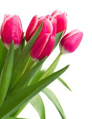 pink   tulips bouquet close up