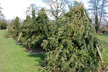 Shrubs under spruce branches for winter protection