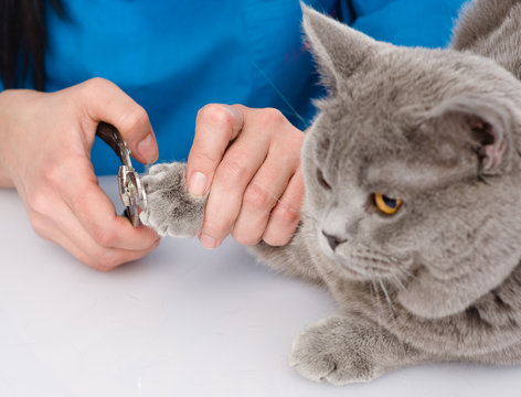 vet cutting cat toenails. isolated on white background