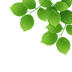 morning dew on the leaves