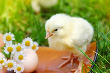 Little chicken and egg on the grass