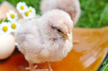Little chicken and egg on the grass