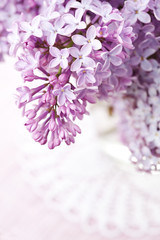 Close up of beautiful lilac flowers