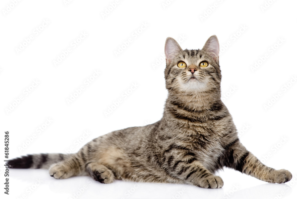 Poster gray tabby cat looking up. isolated on white background