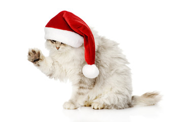Obraz na płótnie Canvas christmas cat in red Santa Claus cap. isolated on a white 