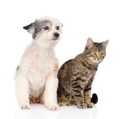 cat and dog sitting together. isolated on white background