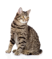 tabby cat looking away. isolated on white background